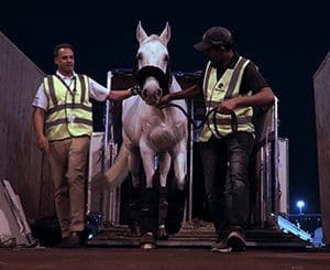 horses-air01