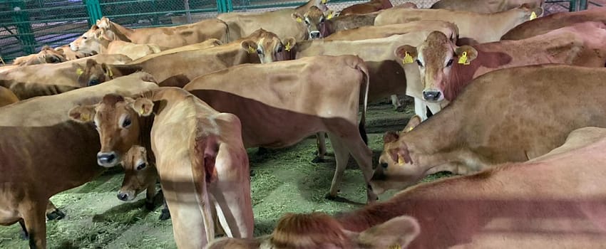Jersey Heifers