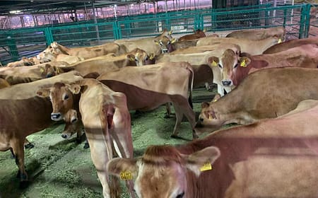 Jersey Heifers